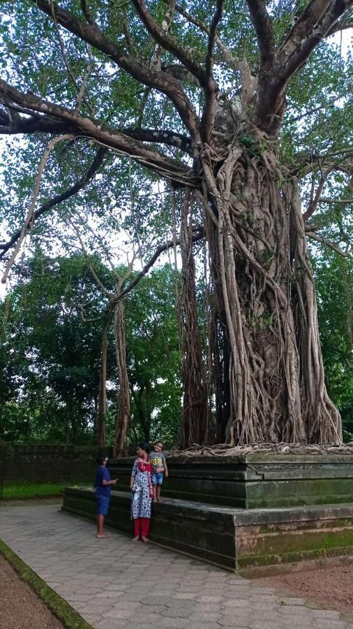 Shruthi'S Aarohi-Nature'S Retreat Mulappilangād エクステリア 写真